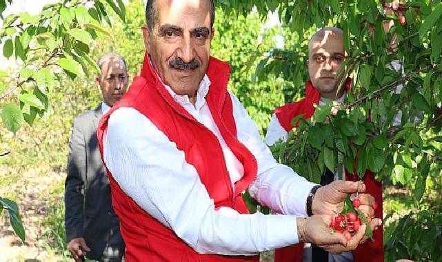 Milyonlarca kiraz ağacı ihracat rekoru kırmak için 1 hafta önceden meyvelerini verdi
