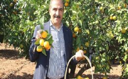 Narenciye sektörü KKTC’de görülen yeşillenme hastalığının Türkiye’ye sıçramaması için topyekûn mücadele istiyor