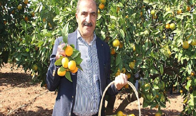 Narenciye sektörü KKTC’de görülen yeşillenme hastalığının Türkiye’ye sıçramaması için topyekûn mücadele istiyor