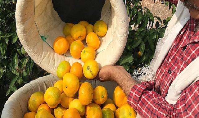 Türk narenciye sektörü, Irak’ı yakınlaştırdı ve yüzde 399’luk ihracat artış rekoru kırdı
