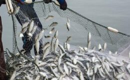 Türk su ürünleri ihracatı 5 yılda yüzde 65 artarak 1,7 milyar dolara yükseldi