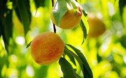 Şeftali ve nektarin ihracatı 250 milyon dolara koşuyor